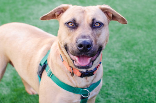 Dahlia, an adoptable Pit Bull Terrier in Burlingame, CA