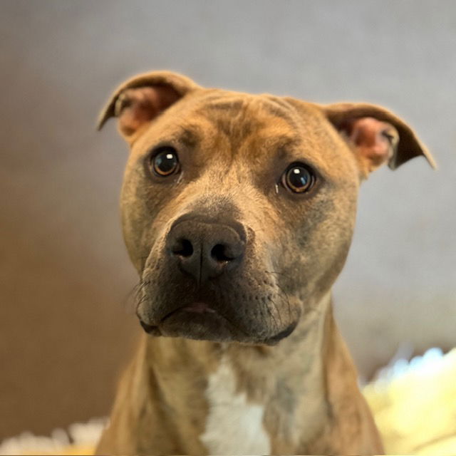 adoptable Dog in Burlingame, CA named Skeeter