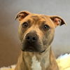 adoptable Dog in  named Skeeter