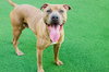Skeeter - Photo 4