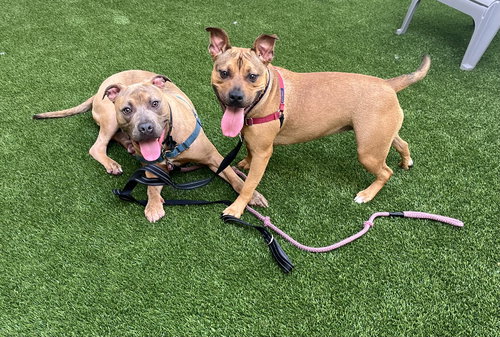 SKEETER - Pit Bull Terrier available for adoption