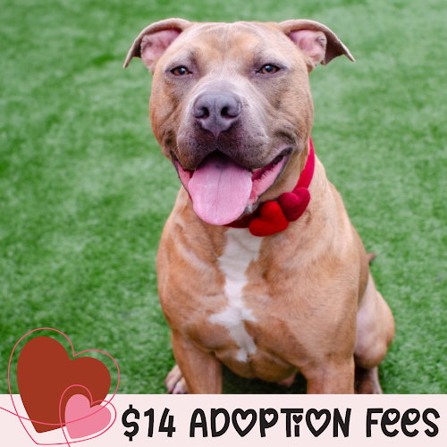 SKEETER - Pit Bull Terrier available for adoption