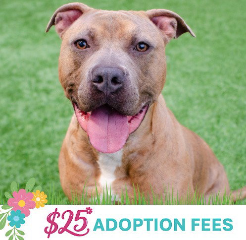 SKEETER - Pit Bull Terrier available for adoption