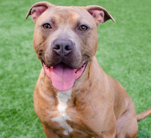 SKEETER - Pit Bull Terrier available for adoption