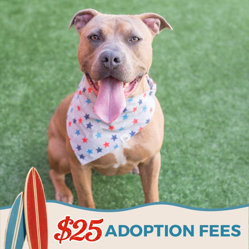 Skeeter, an adoptable Pit Bull Terrier in Burlingame, CA