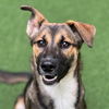 adoptable Dog in  named Coral the Puppy!