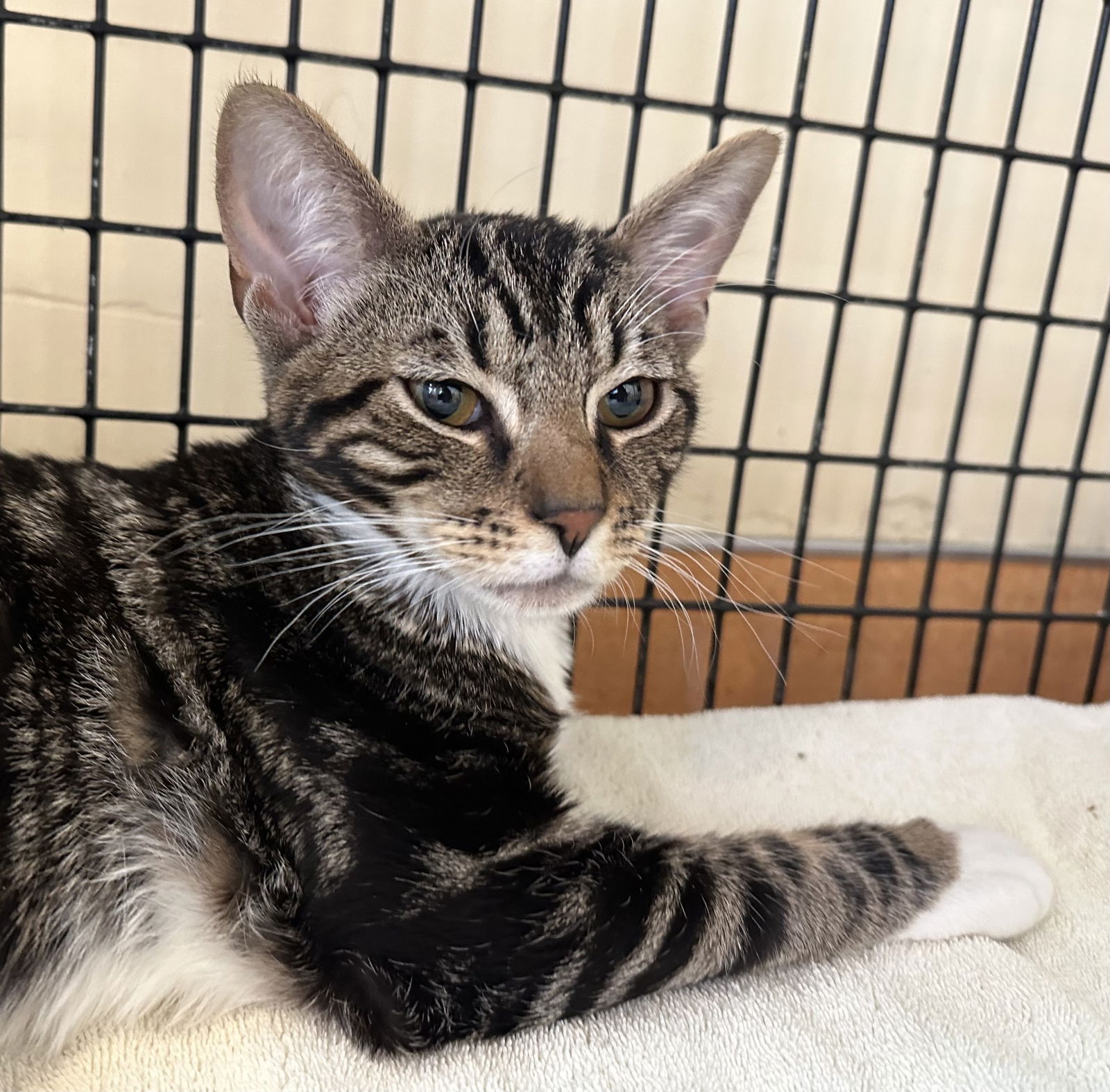 adoptable Cat in Burlingame, CA named Ramses