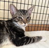 adoptable Cat in  named Ramses