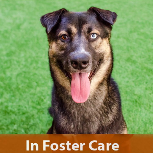 CINNAMON - German Shepherd Dog available for adoption