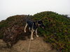 Cinnamon - Photo 2