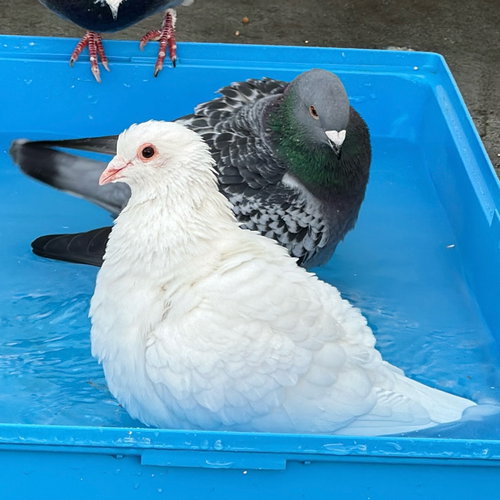 WINK & JUSTIN - Pigeon available for adoption