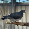 Bonito - Photo 3
