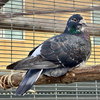 Bonito - Photo 2