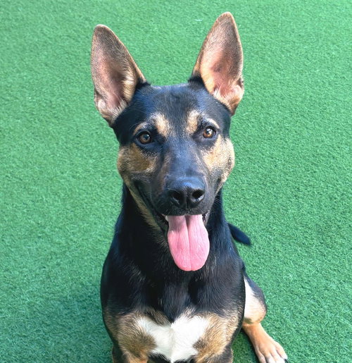 BODIE - Shepherd available for adoption