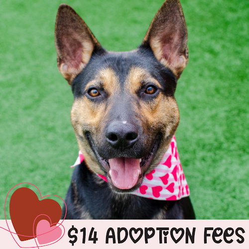 BODIE - Shepherd available for adoption