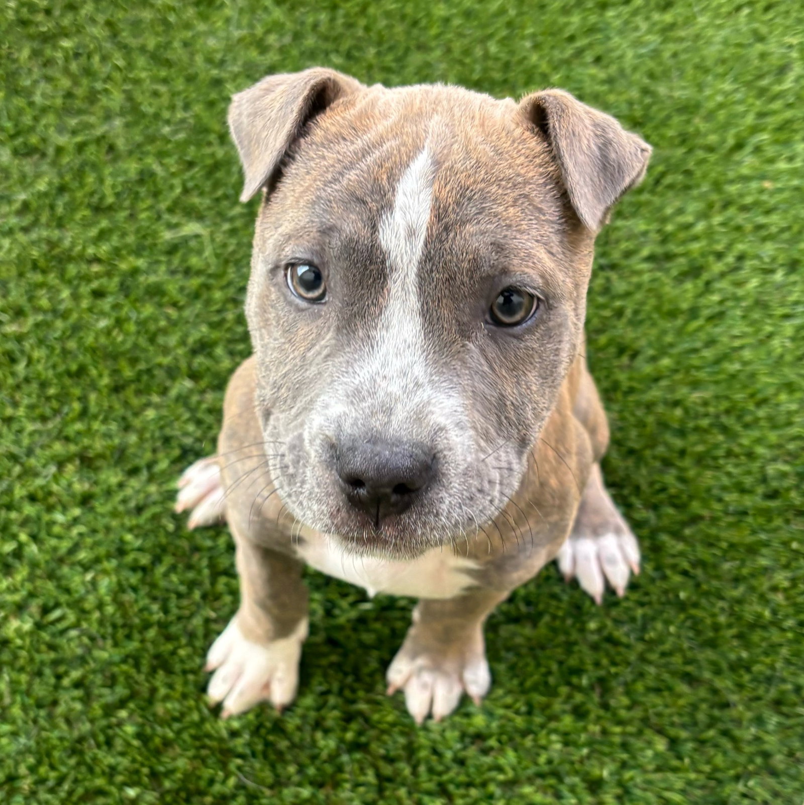 Puppies Large Breed!