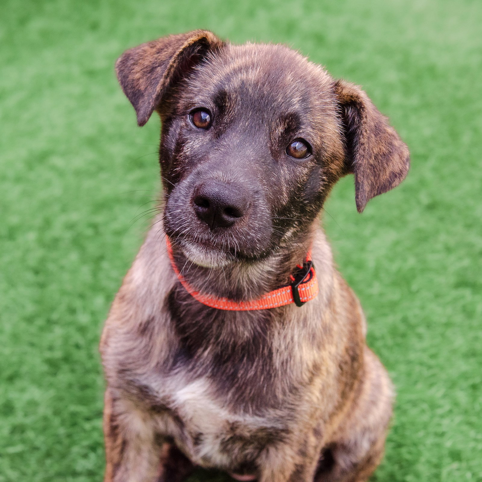 Puppies Large Breed! Image