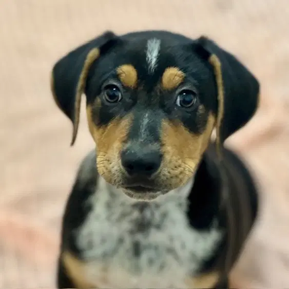 Puppies Large Breed - Pit Bull Terrier