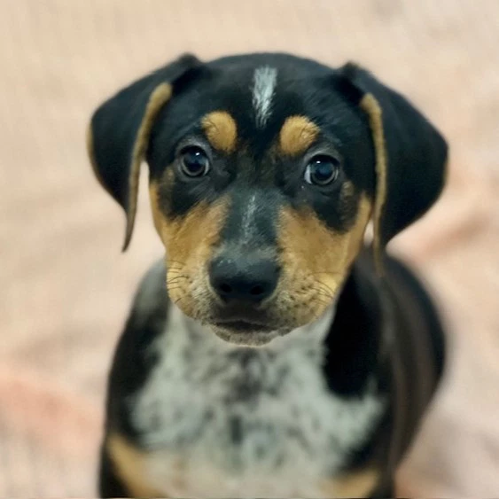 Puppies Large Breed