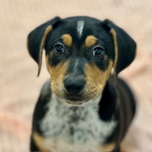 Puppies Large Breed