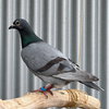 Jeffrey - Photo 3