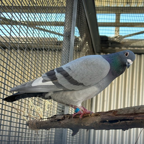 JEFFREY - Pigeon available for adoption