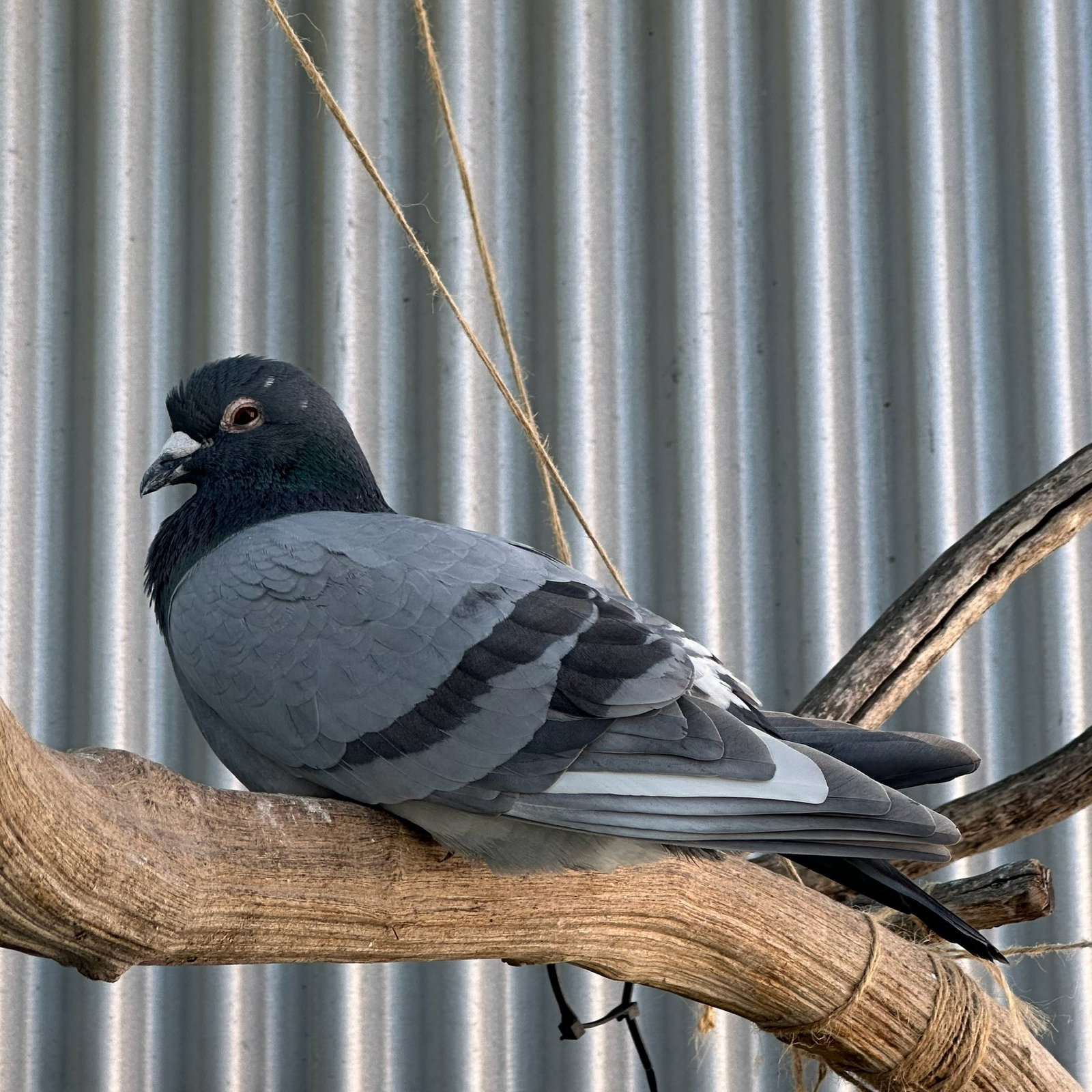 Jeffrey Image