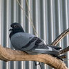 Jeffrey - Photo 1