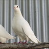 Lavender & Jeffrey - Photo 3