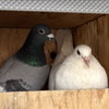 Lavender & Jeffrey - Photo 4