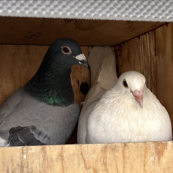Lavender & Jeffrey