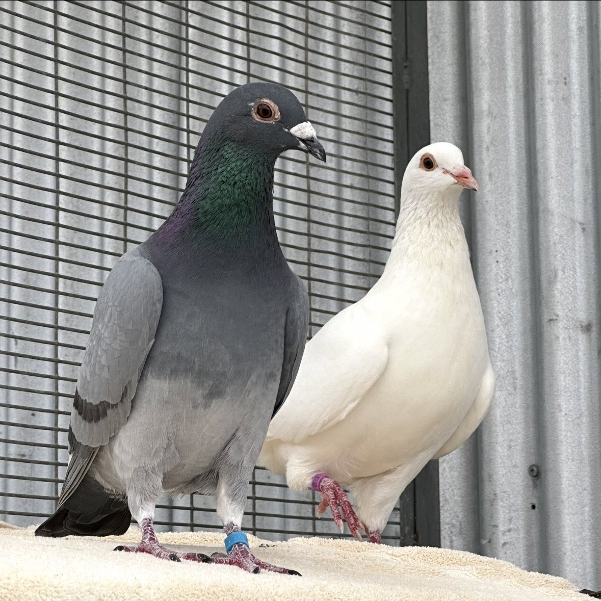 Lavender & Jeffrey Image