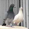 Lavender & Jeffrey - Photo 1