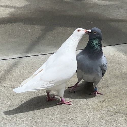 LAVENDER & JEFFREY - Pigeon available for adoption