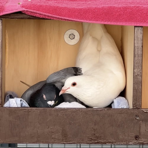 Lavender & Jeffrey, a poultry for adoption from Peninsula Humane Society & SPCA