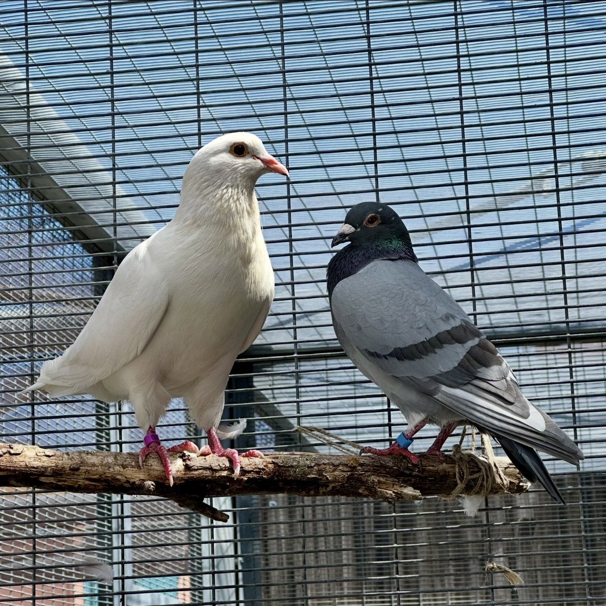 Lavender & Jeffrey, photo 5