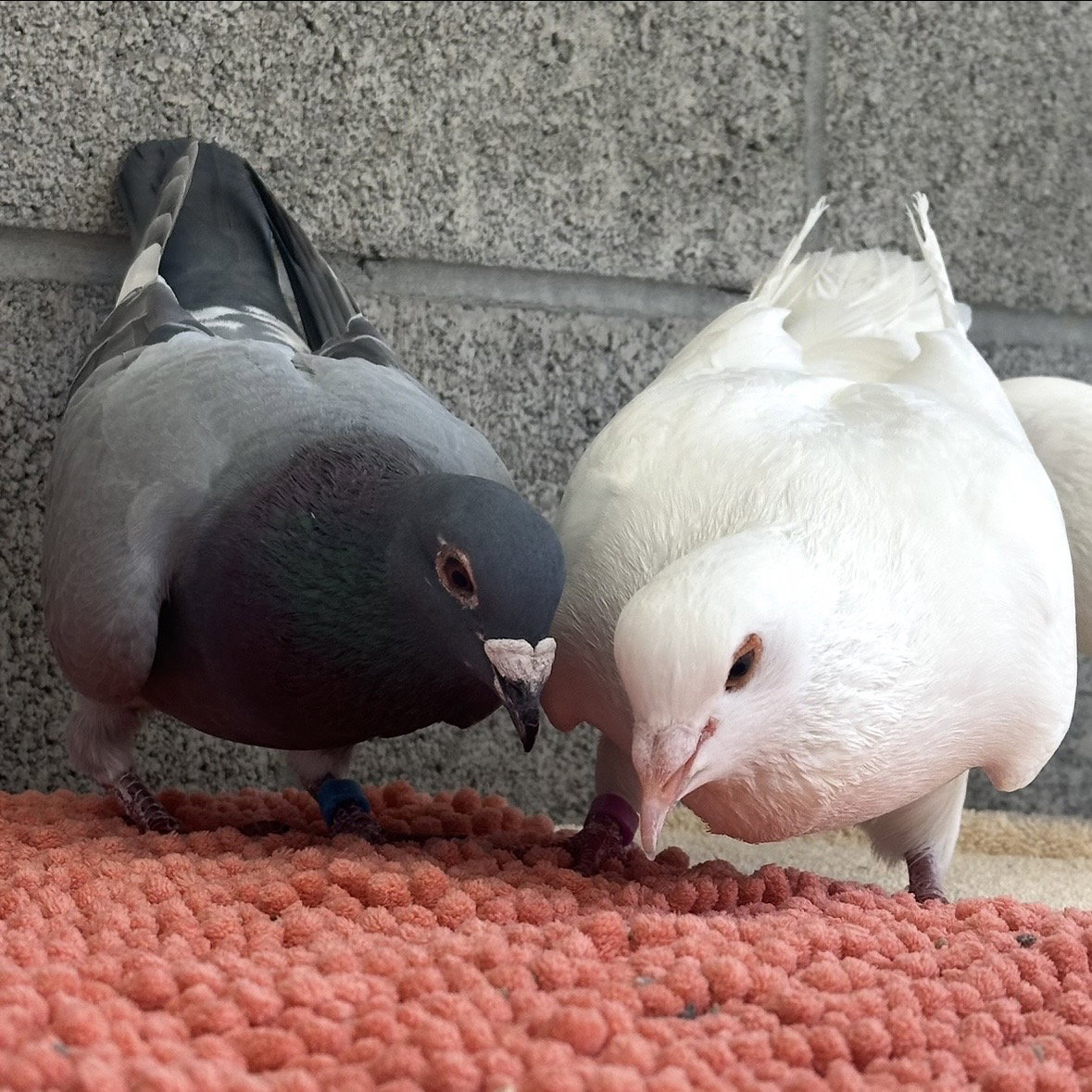Lavender & Jeffrey, photo 4