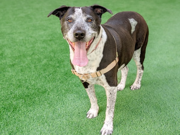 Remi the Senior!