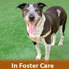 Remi the Senior! - Photo 1