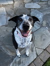 Remi the Senior! - Photo 2