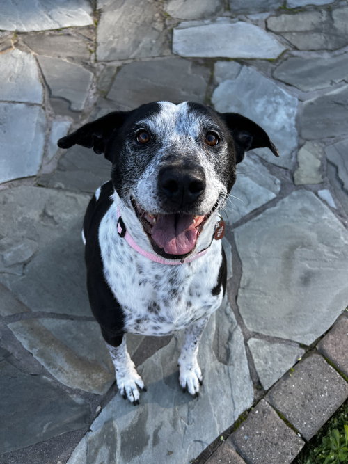 REMI THE SENIOR! - Catahoula Leopard Dog / Pit Bull Terrier available for adoption