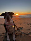 Remi the Senior! - Photo 3