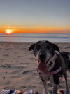 Remi the Senior! - Photo 4