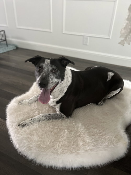 Remi the Senior! — thumbnail 6