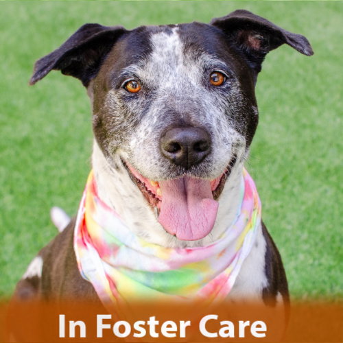 Remi the Senior! Image