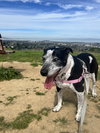 Remi the Senior! - Photo 2