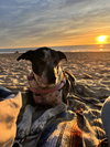 Remi the Senior! - Photo 3