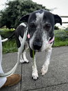 Remi the Senior! - Photo 4
