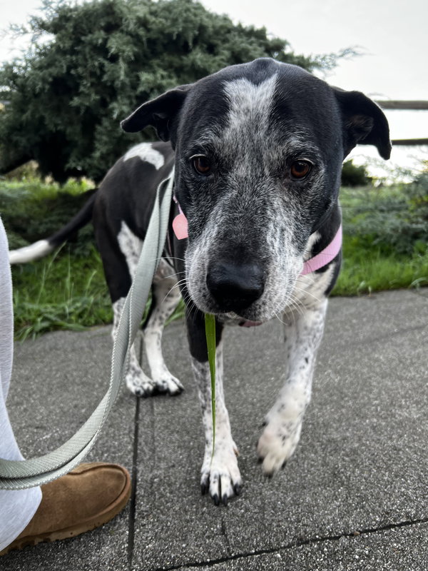 Remi the Senior!