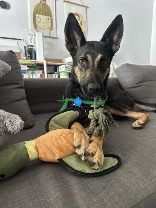 ZURI - German Shepherd Dog available for adoption